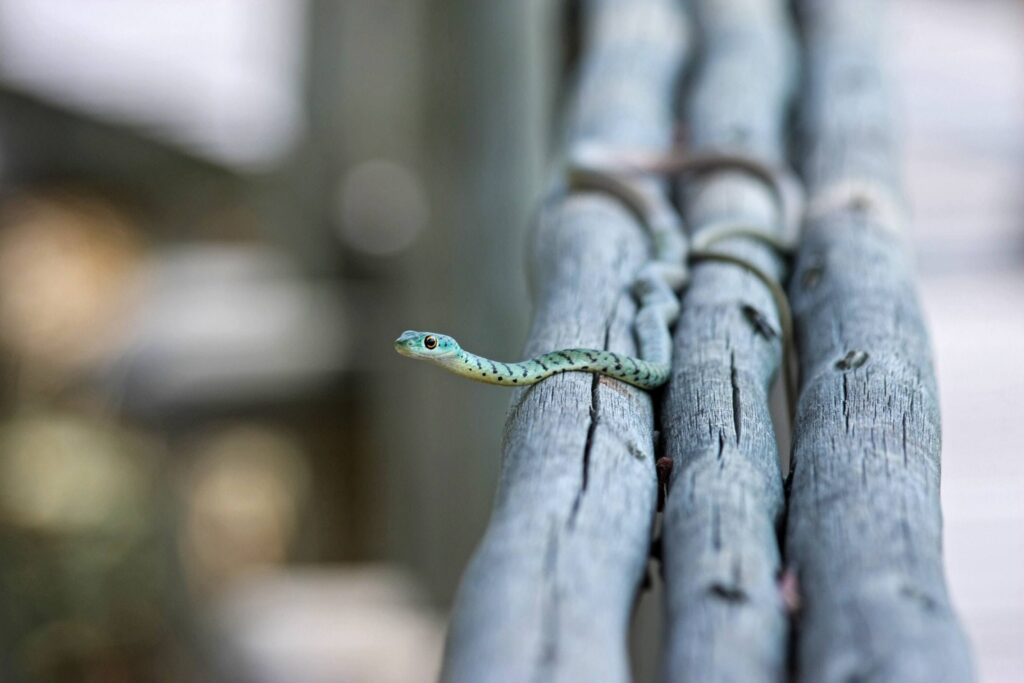 Dealing with Snakes in Your Life