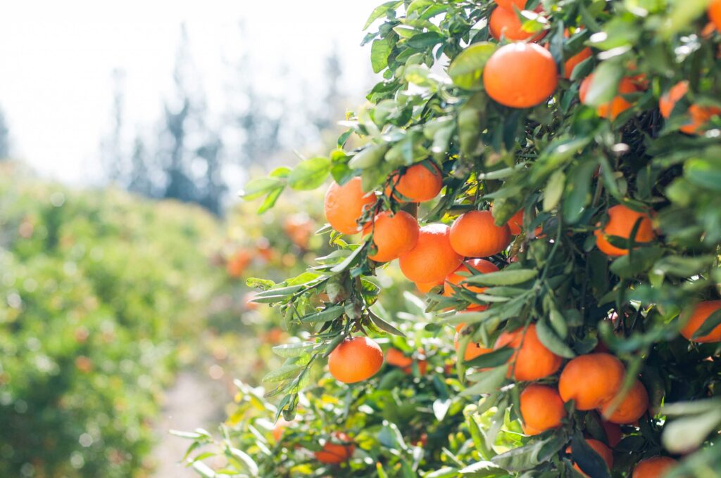 Is My Jesus Sweeter than My Oranges?