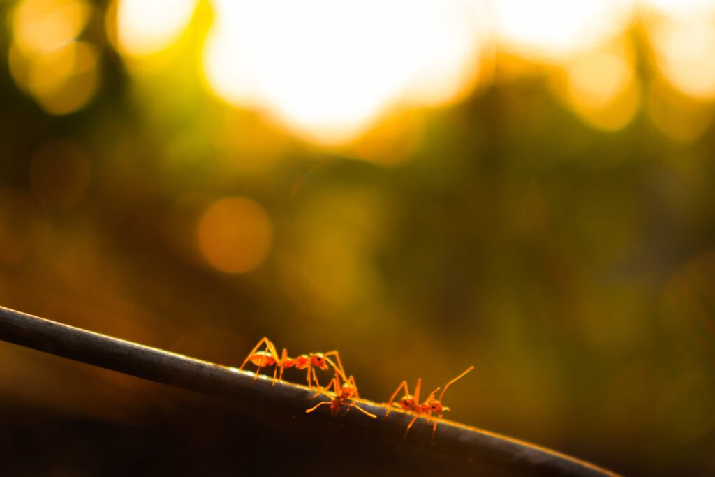 Consider the Ant