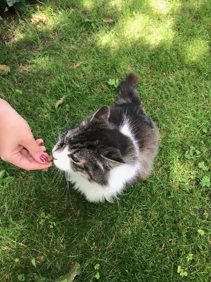 Kevin the Neighborhood Cat