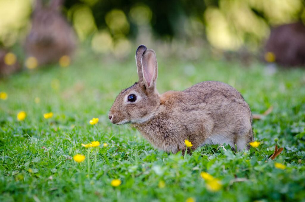 The Case of the Not-so-Cute Garden Bunnies