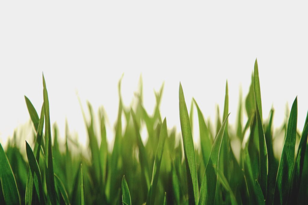 A Job Better than Mowing the Lawn