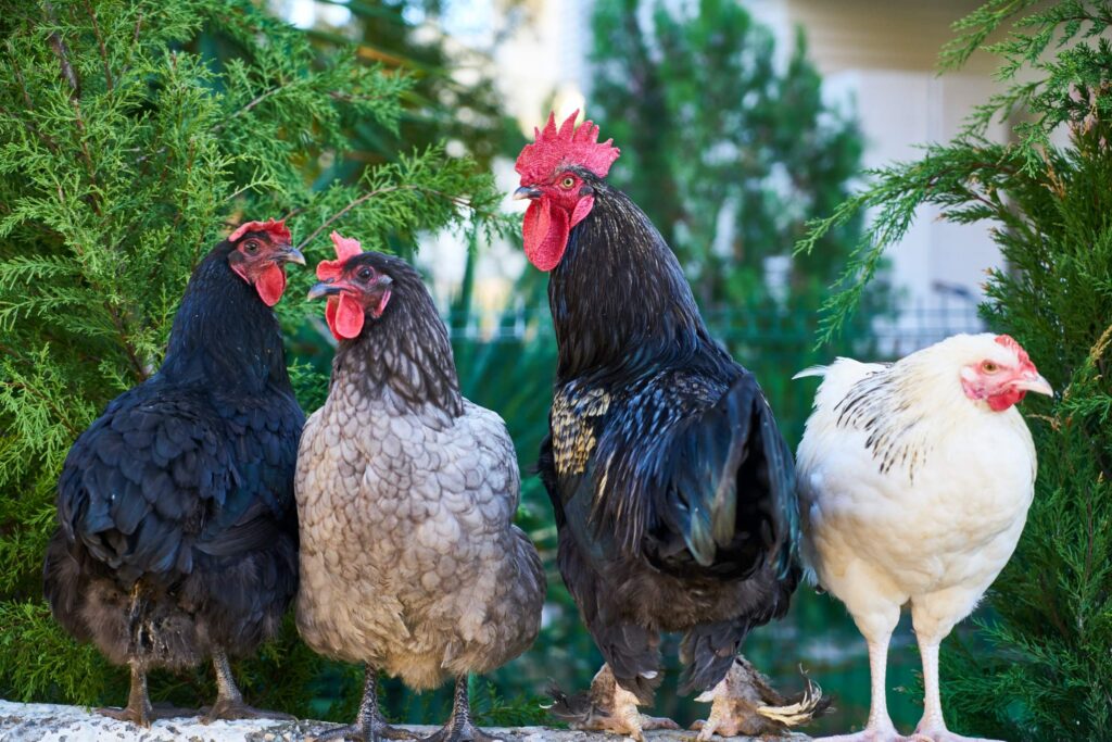 Is a Rooster Crowing in Your Life?
