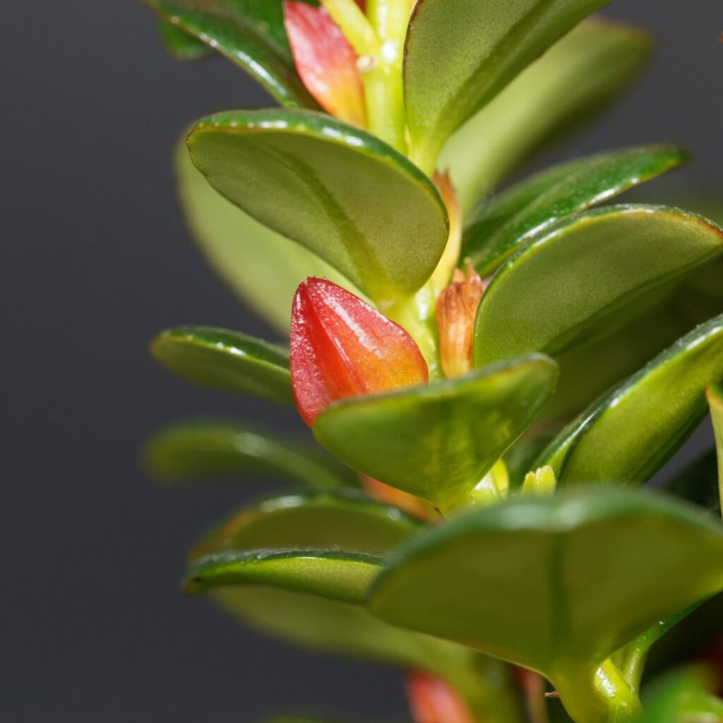 Two Lessons from a Goldfish Plant