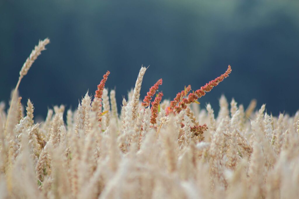 Weeds and Waves of Wheat