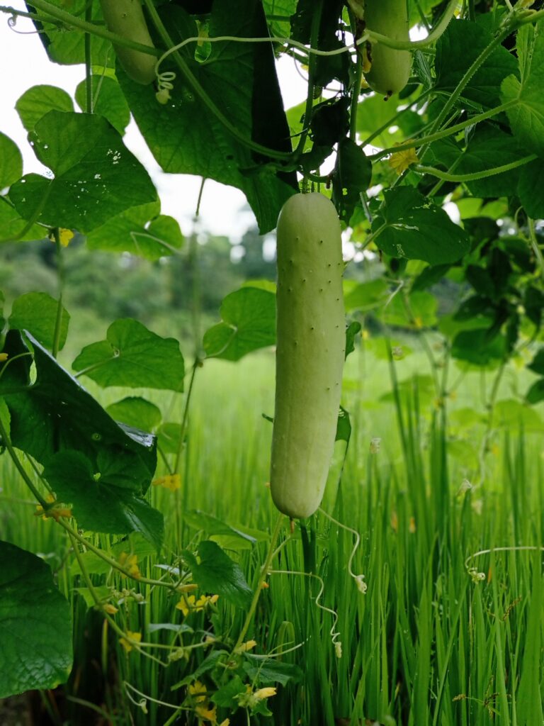 Resilient as a Cucumber