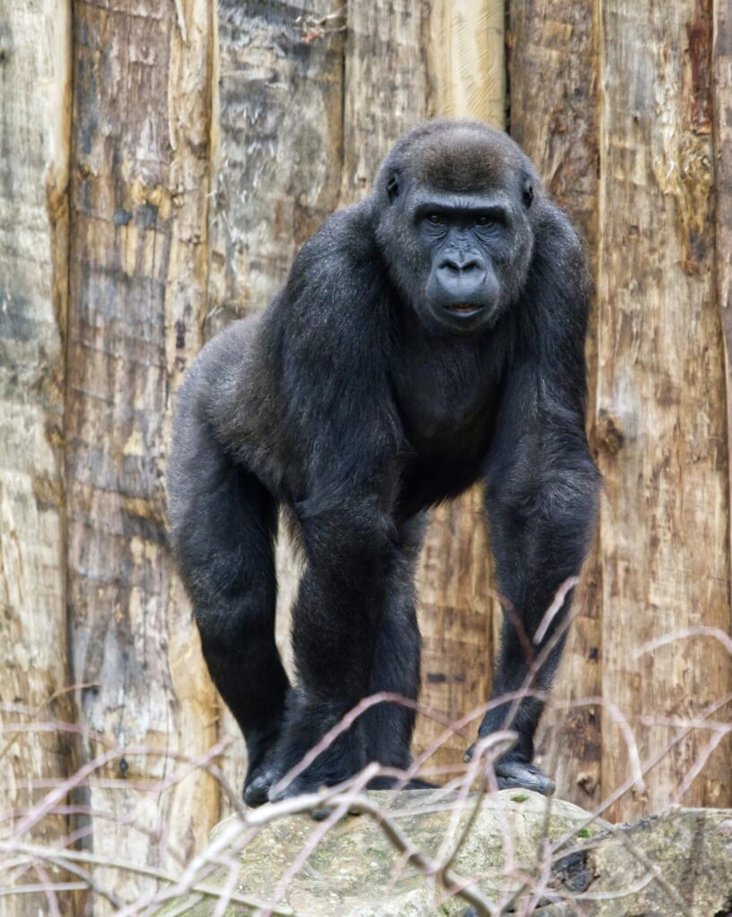 Gorilla in the Picture