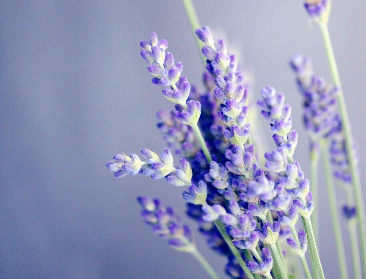 close-up photo of lavender