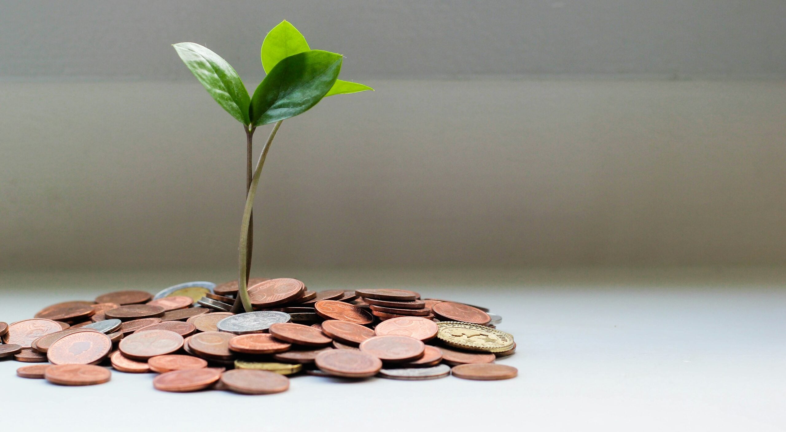 green plant on brown round coins