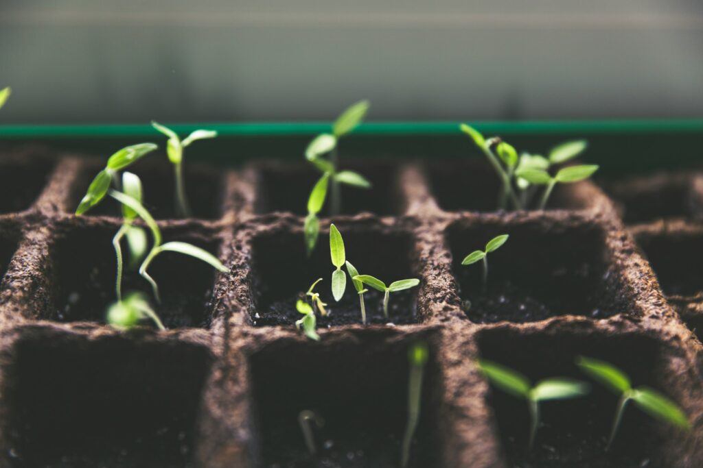 Seeds Conference 2025