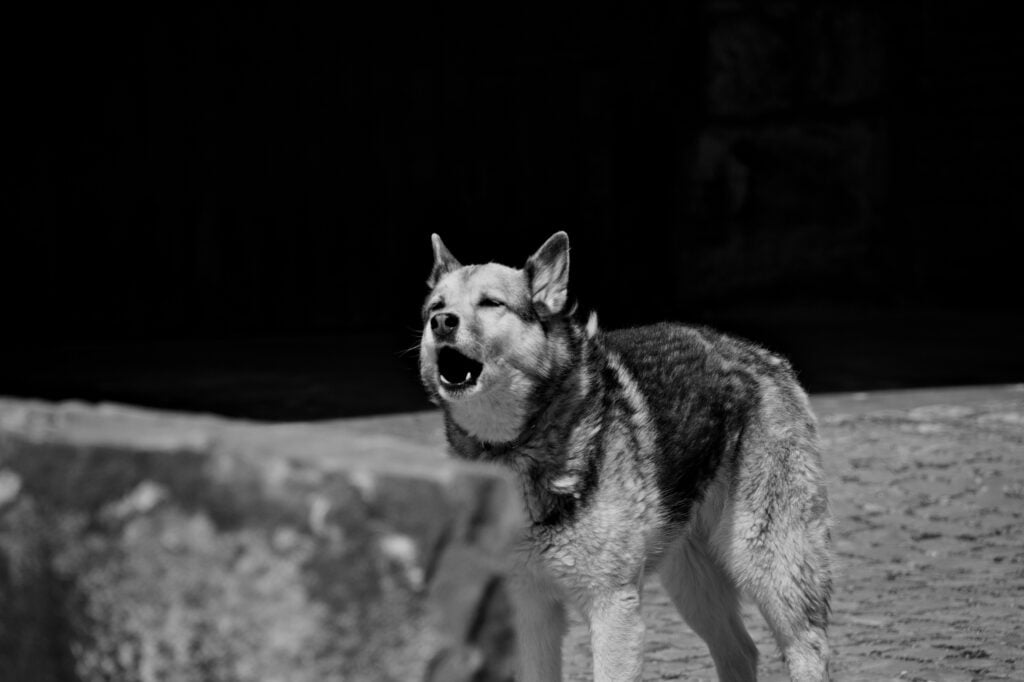 The Dog War