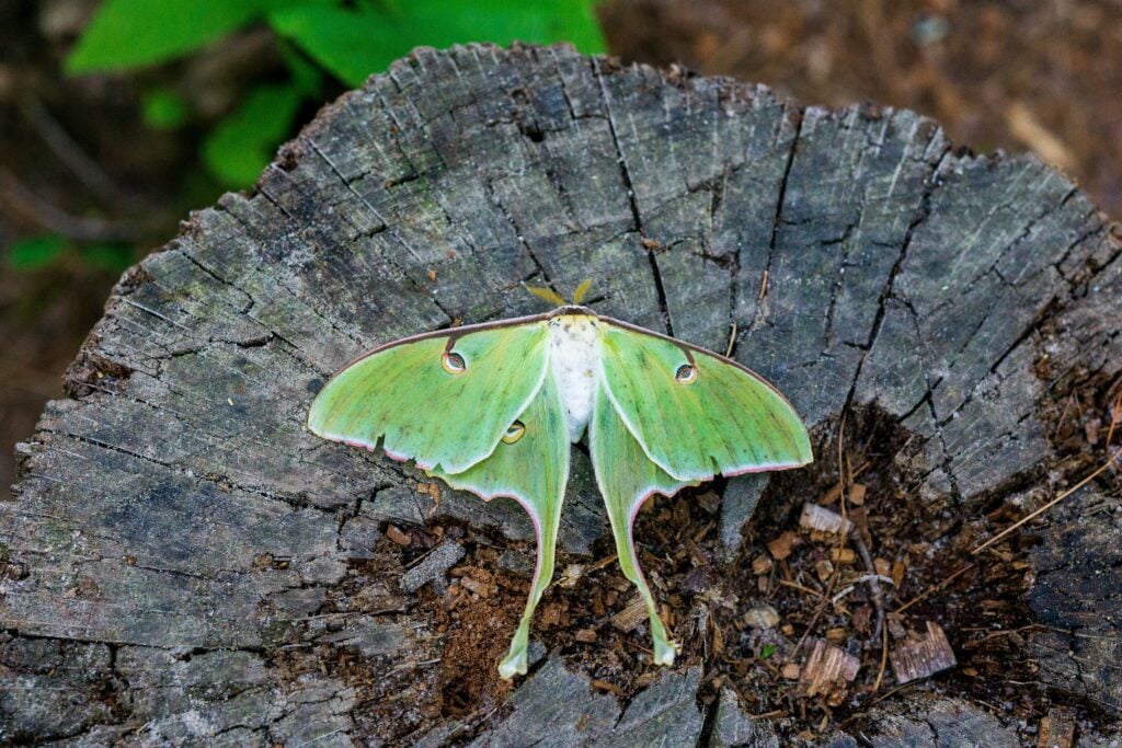 Unidentified