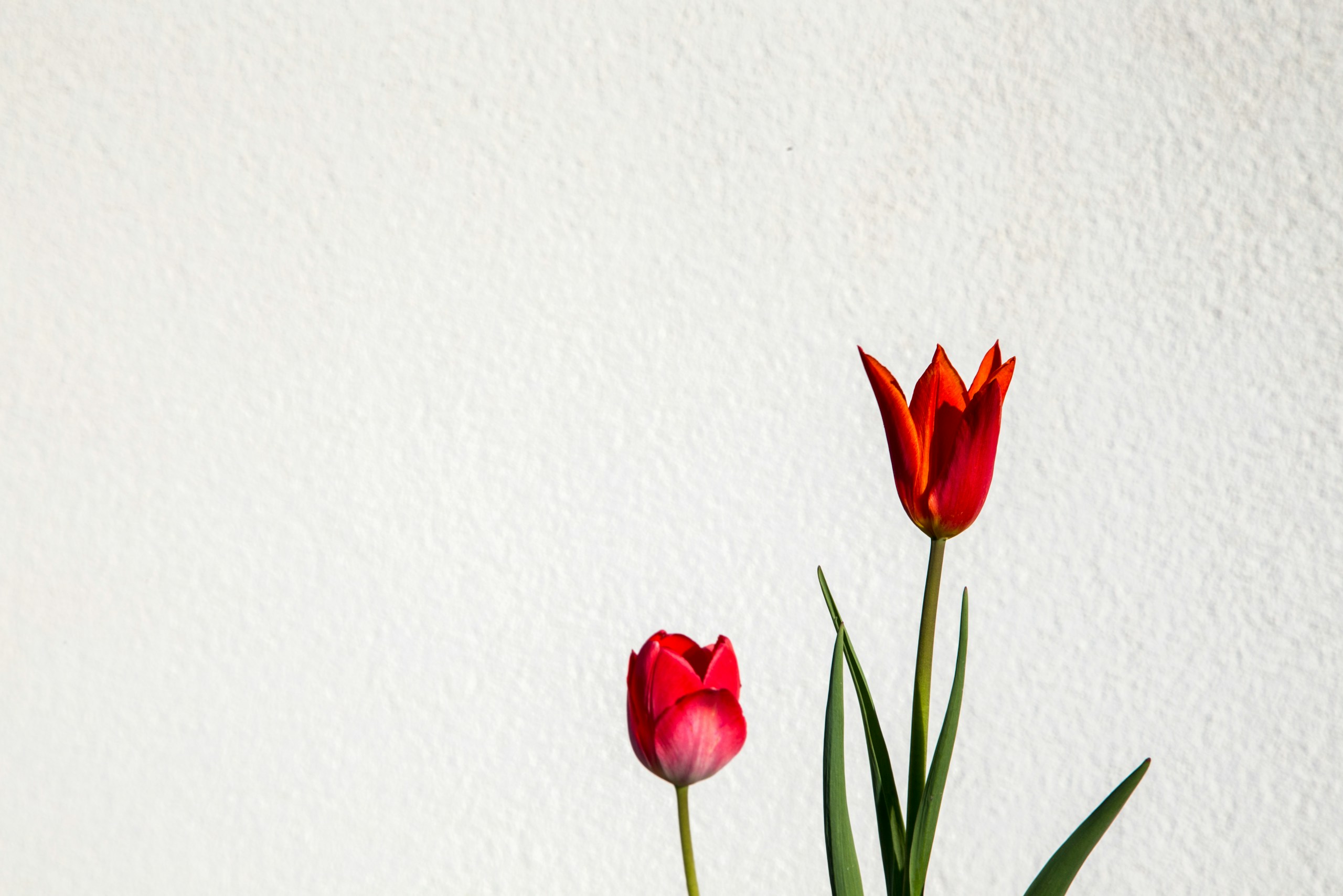 two red tulips in a vase on a table