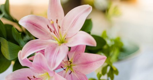 Consider the Lilies