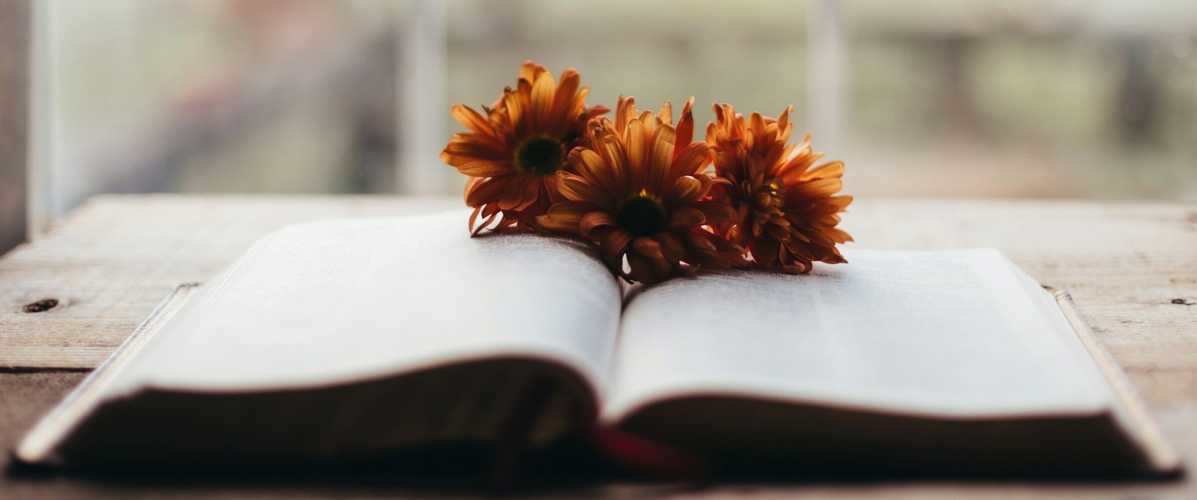 Orange flowers rest on an open book by window.