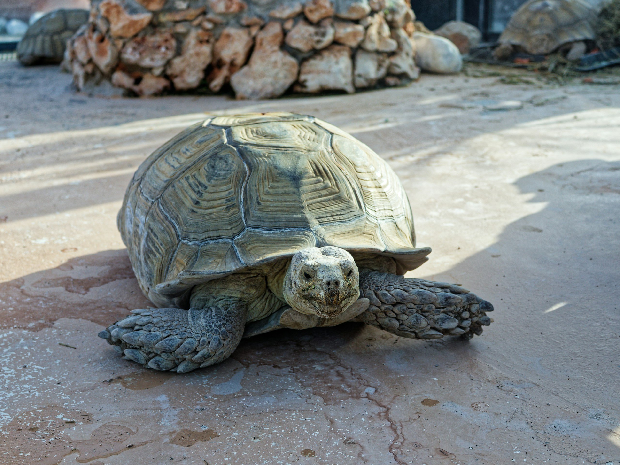 A tortoise is walking towards the viewer.