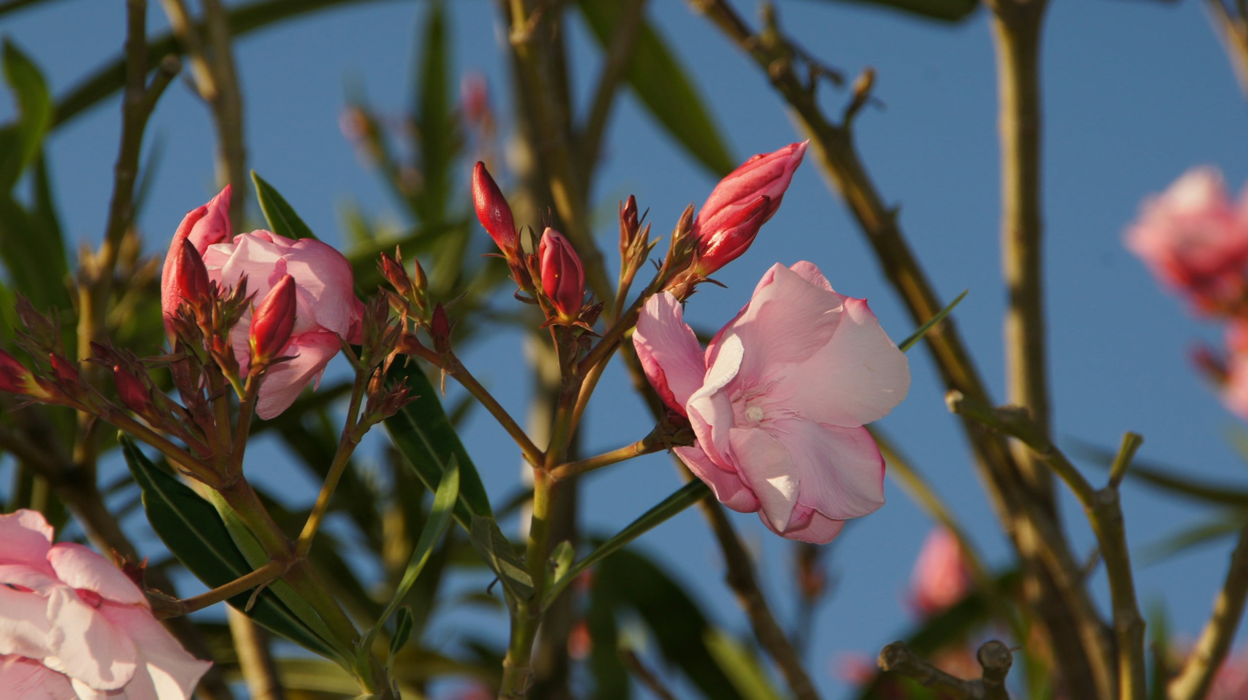 Pink oleander flowers and buds against blue sky