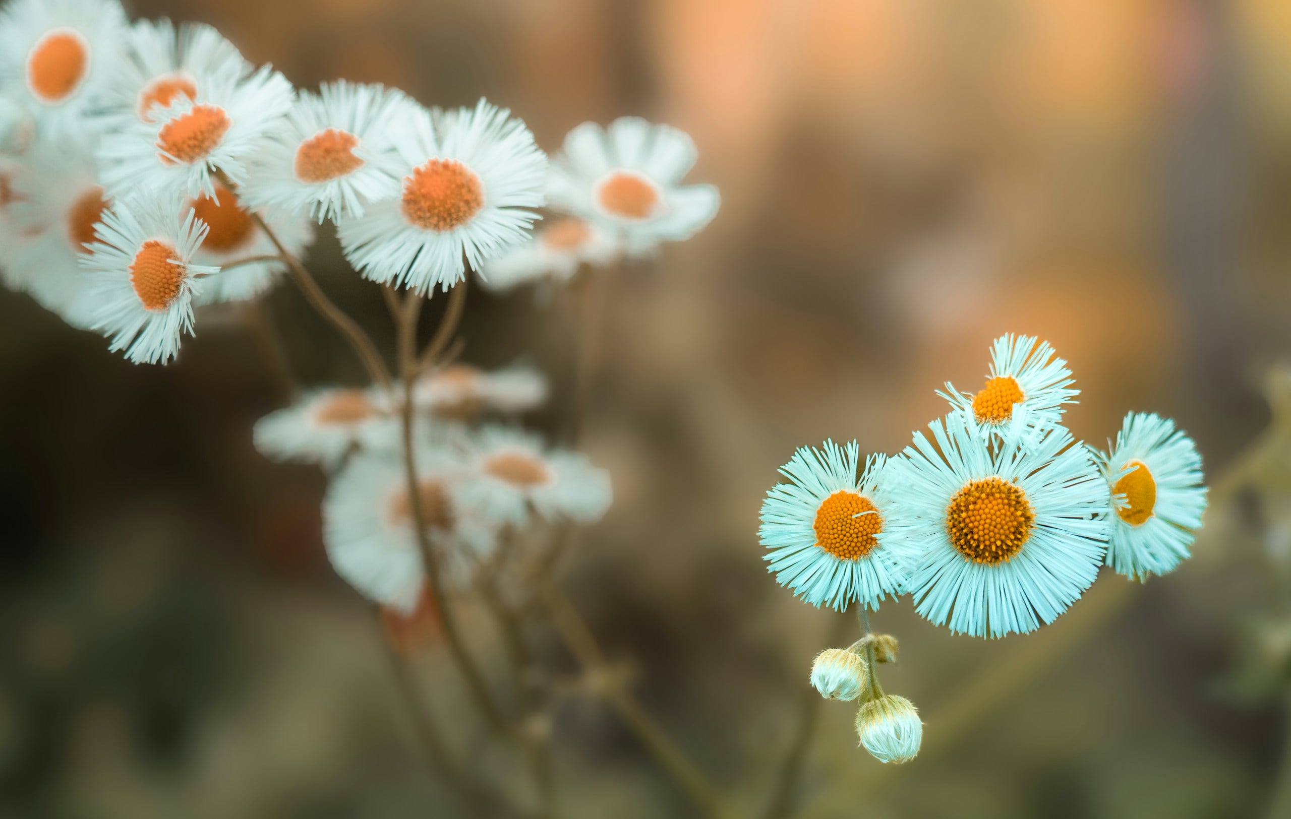 a close up of a bunch of flowers with blurry background